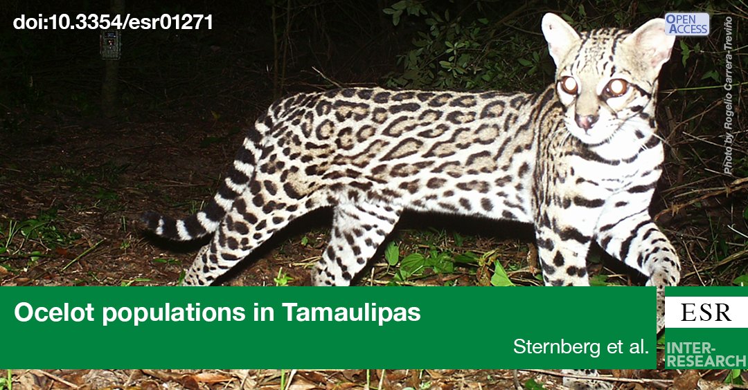 Rare article provides highest density of #ocelots recorded to date in Mexico; coastal Tamaulipas, 200 km from Texas ocelots which are endangered by isolation and inbreeding. Are these pops. in Mexico suitable for conservation translocation to Texas? bit.ly/esr_52_113