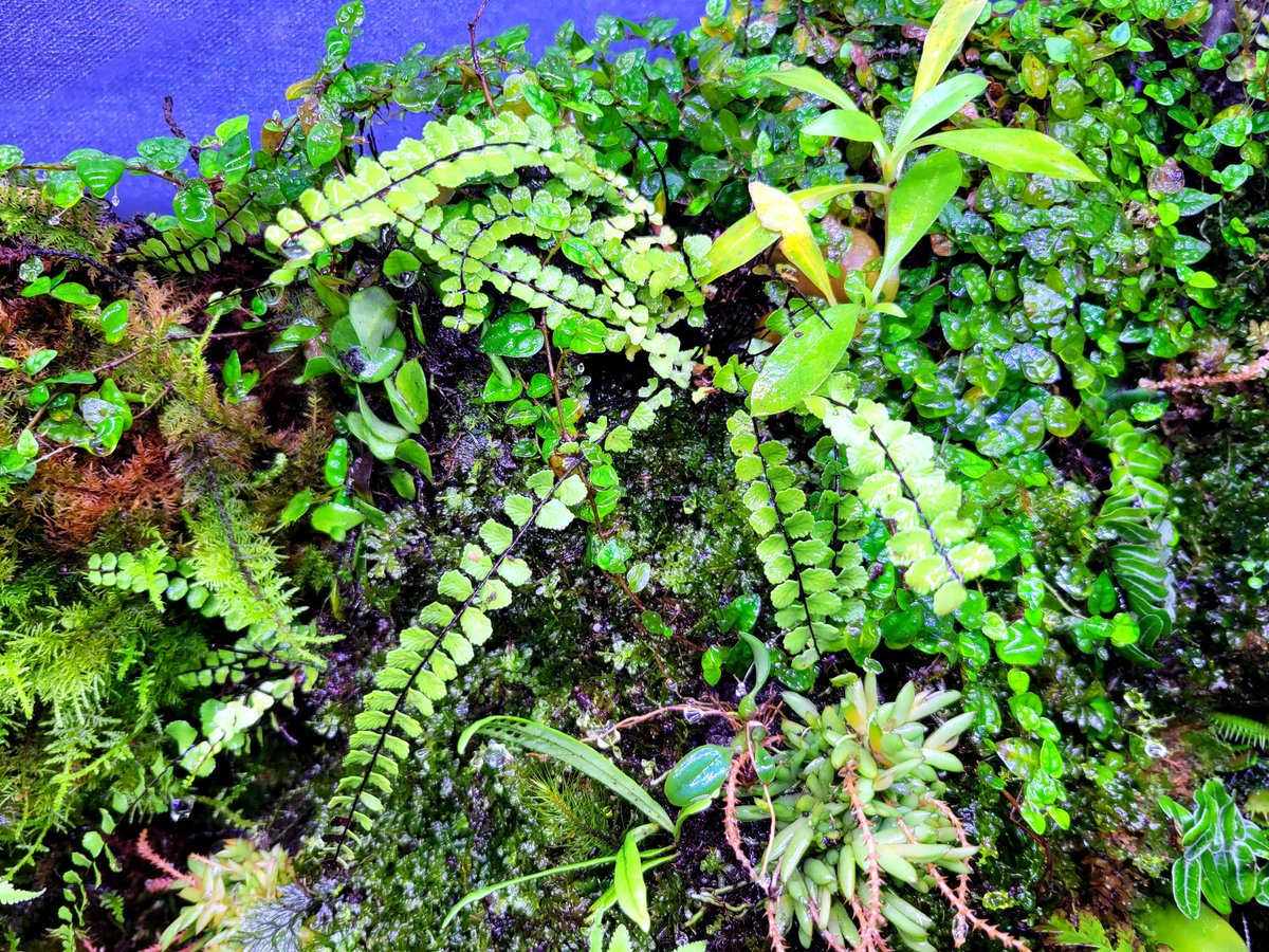 drybizarre's tweet image. Asplenium trichomanes

葉軸が黒く独特な草姿のチャセンシダ

湿度が高いと調子良いのでパルダリウムとの相性は良さそうです(^-^)

#アスプレニウム
#チャセンシダ
#Asplenium