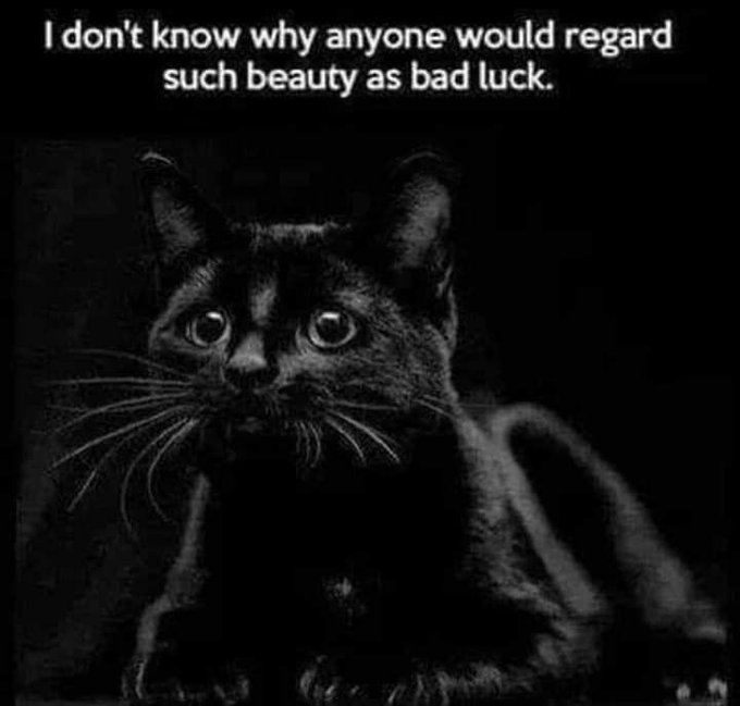 roguecats7's tweet image. 