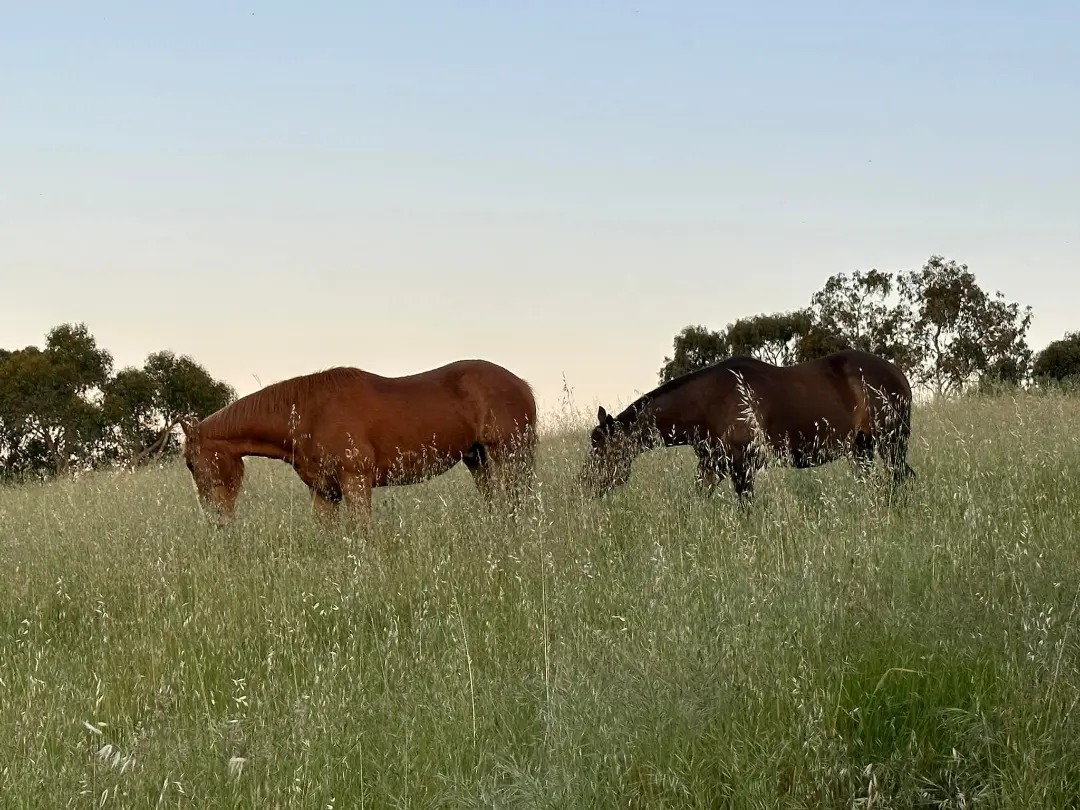 A glorious evening last night at our sanctuary. The boys (Dozer and Hottie) were moved into the neighbours paddock to eat the grass down in preparation for fire season. To say they are stoked would be an underestimation ❤️

#happy
#lawnmower
#horsepower
#kaurnacountry
#spring