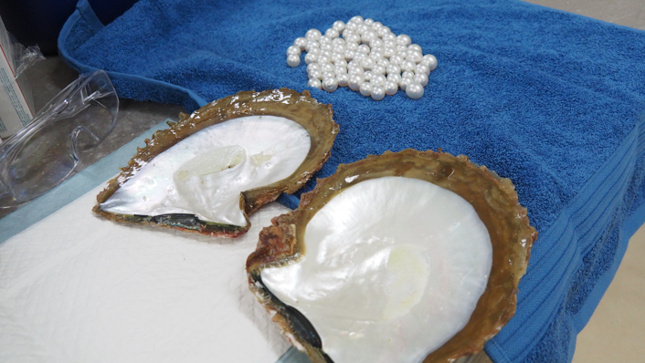 Research led by <a href="/MilesJParsons/">SubseaTweeters</a> suggests exposure to a single #seismic survey is unlikely to increase mortality or affect #pearl production in adult #oysters. 

Co-authors <a href="/MarkMeekan/">Mark Meekan</a> <a href="/dbarneche/">@dbarneche.bsky.social</a> <a href="/SpeedConrad/">SpeedyShark</a> <a href="/Cecile83708538/">Cecile Dang</a> <a href="/HosnaKanani/">Hosna gholipour-kanani</a> 

More: aims.gov.au/information-ce…
<a href="/SantosLtd/">Santos</a>