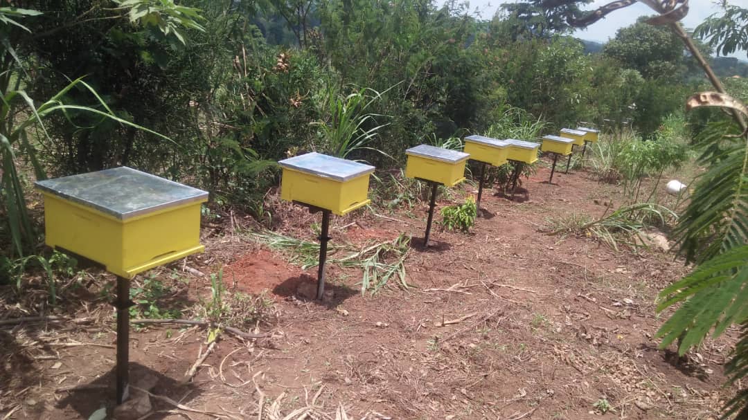 UgandaHive's tweet photo. 🌱🍯🐝Installation of 10 Langstroth Beehives  at 🎯Mityana https://t.co/TAMVWmPly9 us Now +256 778 805 123 | +256 759 665 604 https://t.co/rsW7CG57wj