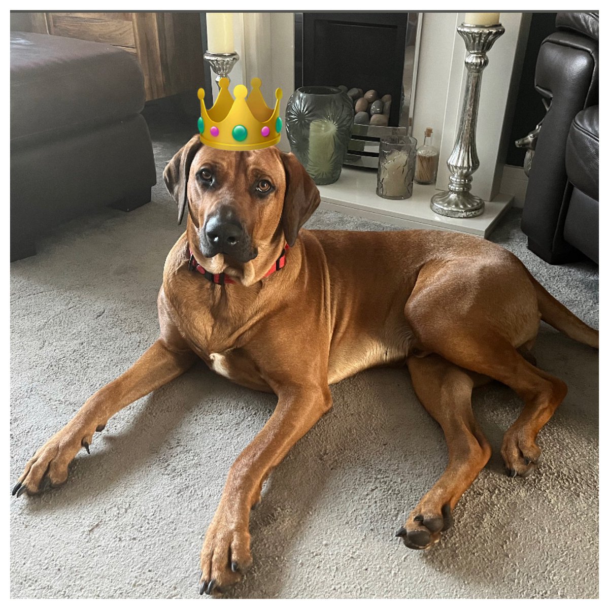 Happy 1st birthday to my shadow ‘Rex’ (Sexy Rexy), you have turned our world upside down since we brought you home to join the family 🎂🎁🎈🎉🐶💙❤️ <a href="/bgtweety/">david silvester</a>