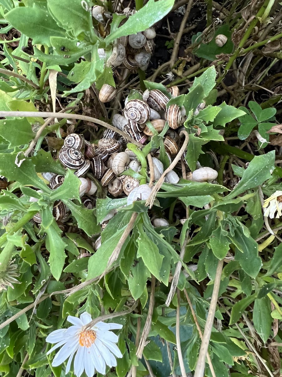 Paula Neves tweet media