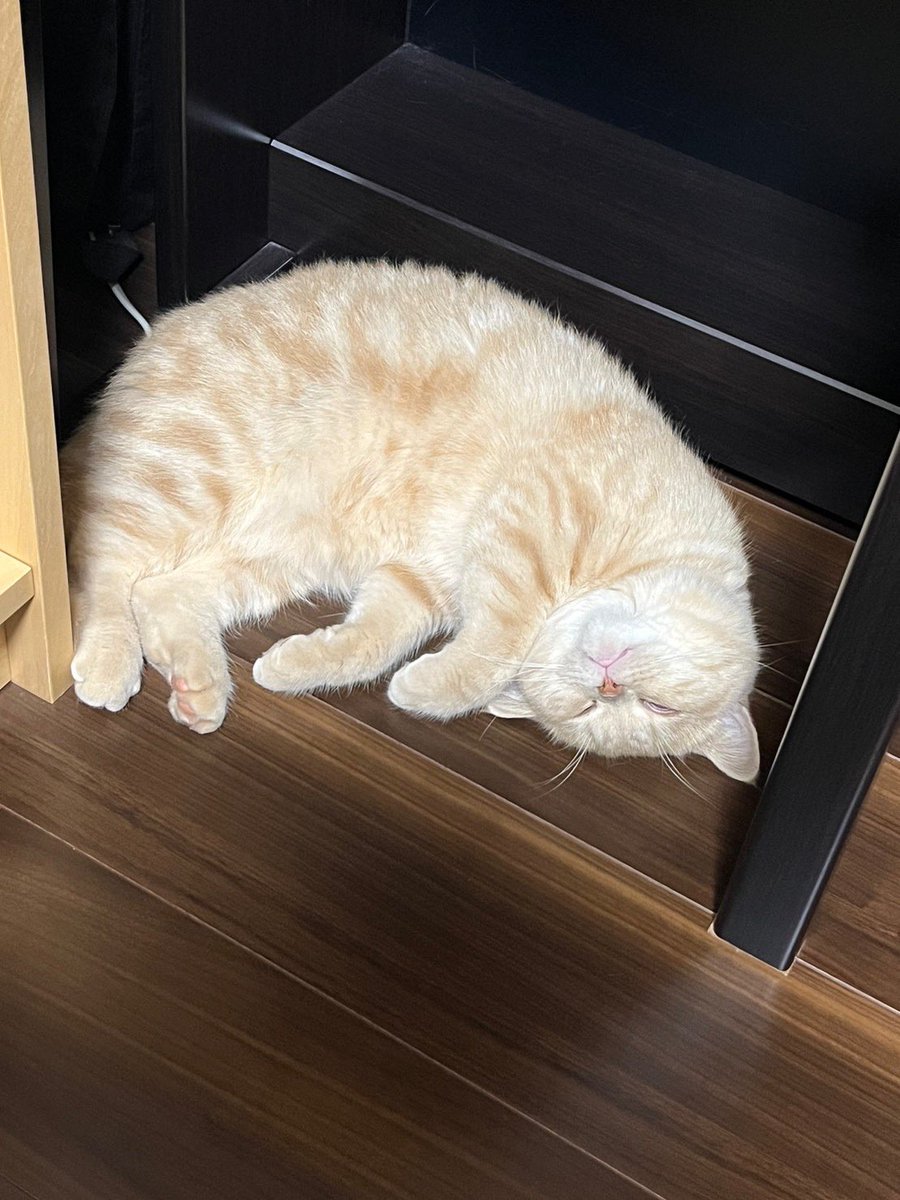 exotic_potechi's tweet photo. カンフーポーズ再び
ニャンモナイトとの複合?
#cat
#catlife
#kungfu
#ニャンモナイト
#catshrimp
#猫のいる暮らし
#猫写真
#カンフー
#昼寝
#nap
#エキゾチックショートヘア
#exoticshorthair https://t.co/3KXWgDx14I