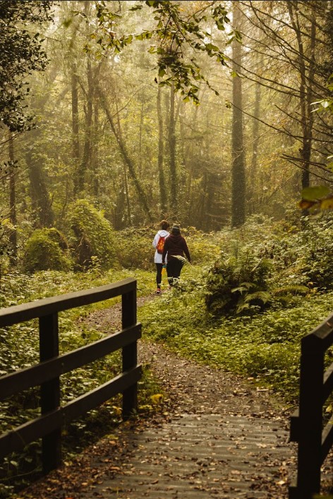 Looking for an easy, scenic walk this weekend? 🗺️Killykeen Forest Park, Co. Cavan 🚶Nature walk, 3km If you'd prefer the water to walking, Killykeen Forest Park also has boating and canoeing facilities available! #ForestsForPeople