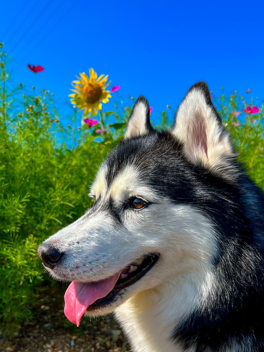 土日は天気わるいだってさ(´❛-❛`)ﾔﾀﾞ
      青空がいいよね🐶はすきーぬ🍒
  ひまわり🌻とｺｽﾓｽ𑁍𓏸𓈒のｺﾗﾎﾞだよ
 #ｷﾘﾄﾘｾｶｲ  #ｼﾍﾞﾘｱﾝﾊｽｷｰ  #花  #ｺｽﾓｽ
 #犬好きさんと繋がりたい  #ｲﾏｿﾗ
 #犬のいる暮らし  #犬のいる幸せ
 #写真好きな人と繋がりたい  #ひまわり