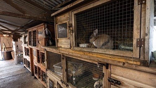 It’s #Friday13th, a day that’s unlucky for some! 👀🐈‍⬛

While this is superstition, many are just born bunlucky!

Of course we are talking about rabbit breeding!

As there is currently no legislation for rabbit breeding, absolutely anyone can breed rabbits.
 
This isn’t right.