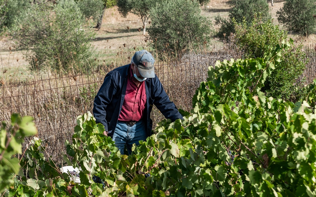 GRZeitung's tweet photo. #Weinbauern bei #Korinth bangen um ihr wirtschaftliches Überleben

https://t.co/FeSVeDB0Fq https://t.co/hcK3u97LsZ