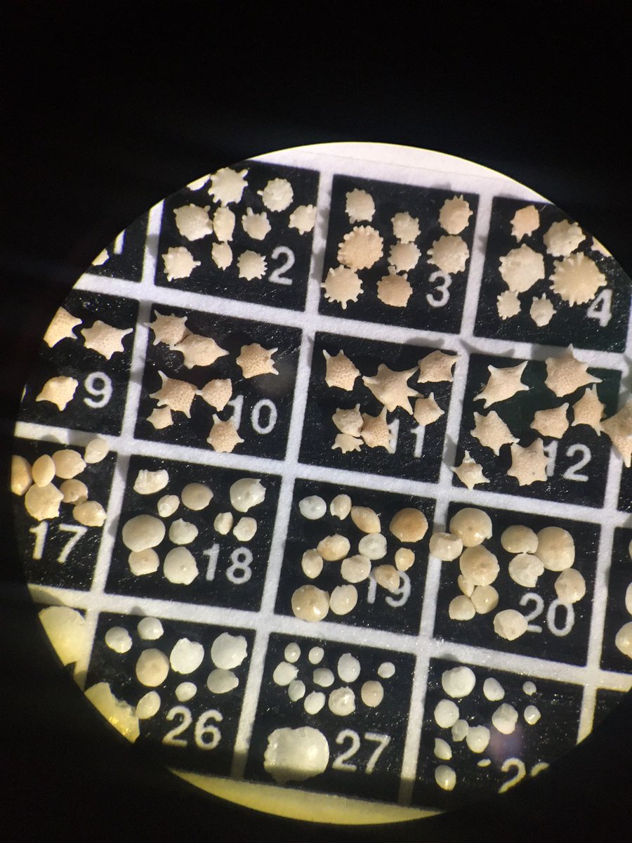 Look at this pretty foram slide masters student Mathilde has been making!😍

Calcarina, Baculogypsina, Amphistegina and Heterostegina from Abaiang Island, Kiribati🌟☀️
