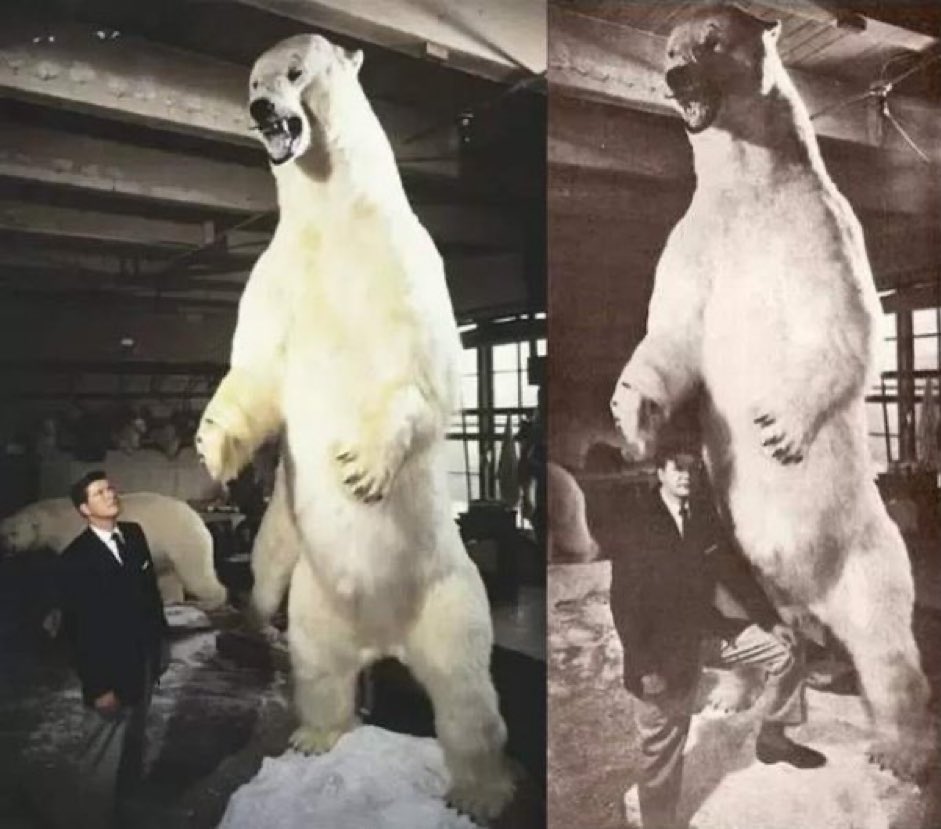 The Biggest Polar Bear In The World