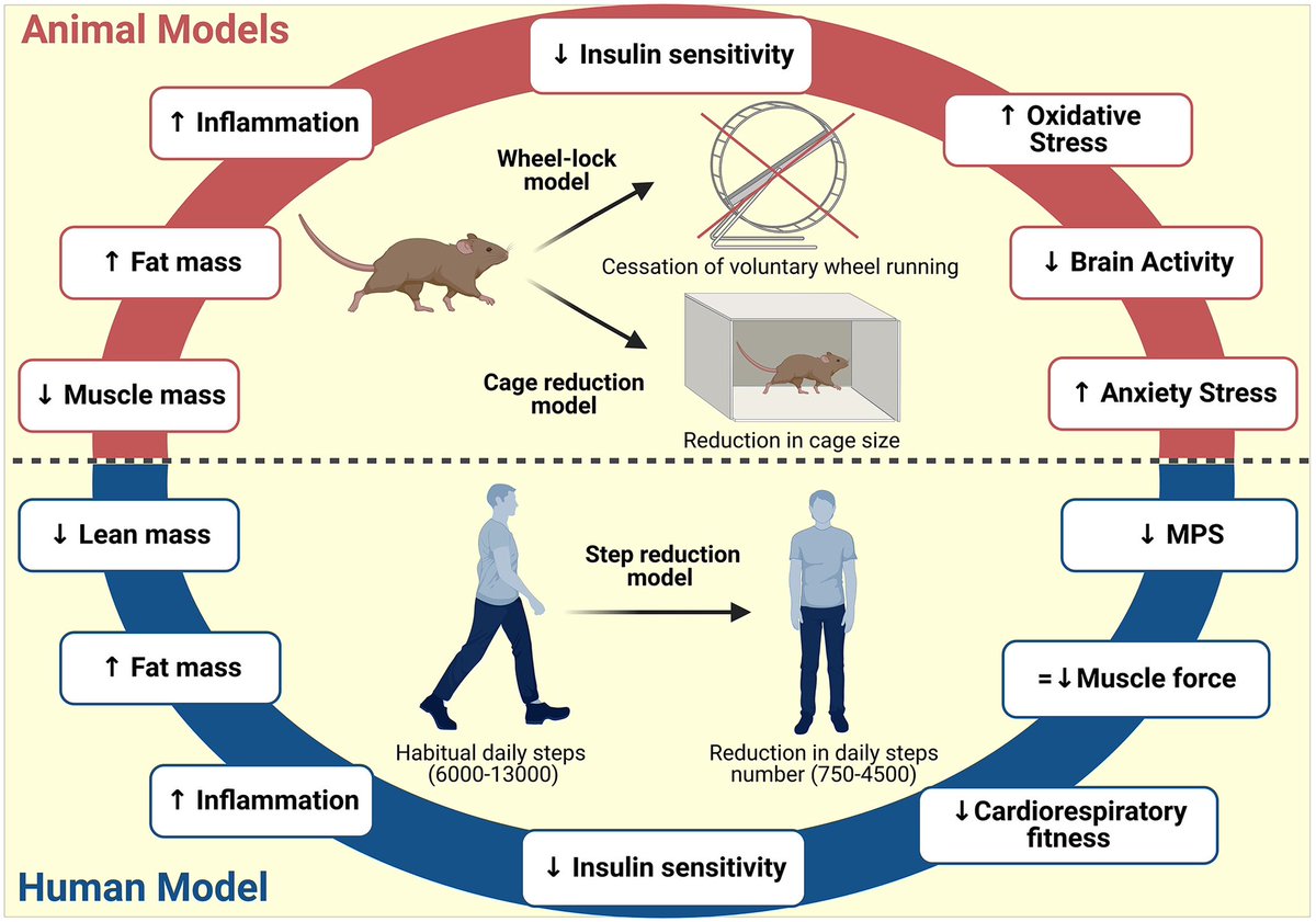 Pathophysiological mechanisms of reduced physical activity…
onlinelibrary.wiley.com/doi/10.1111/ap…