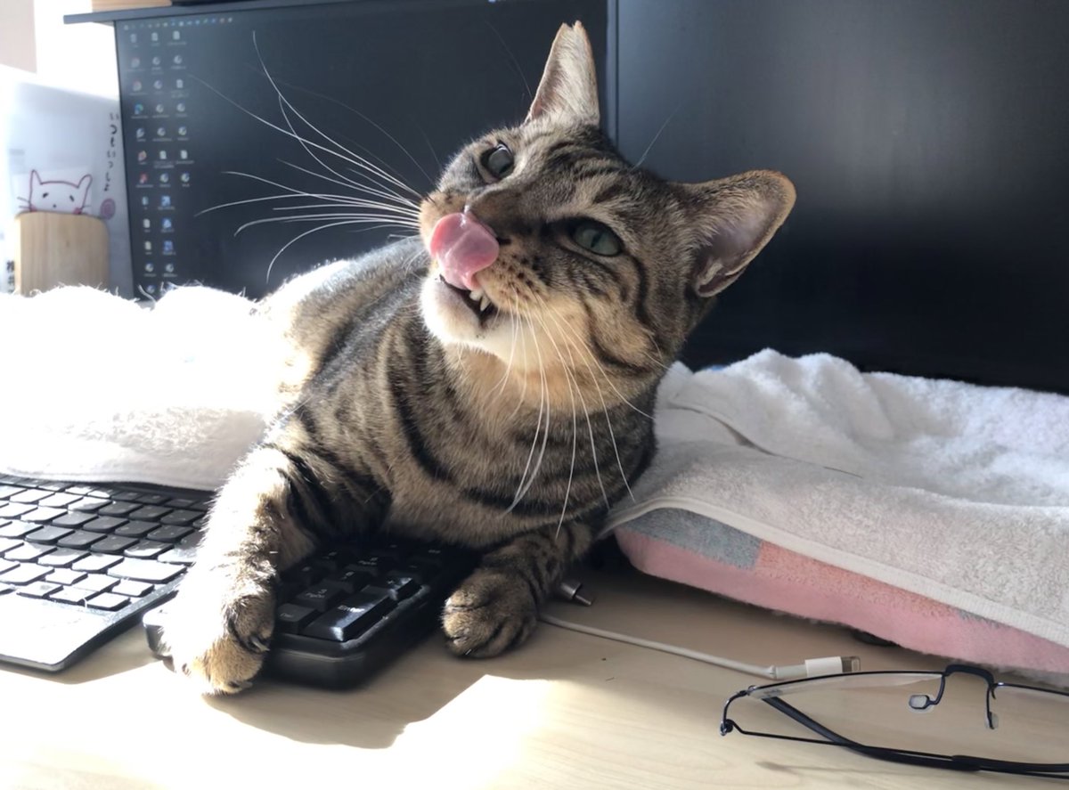 2525Coo2525's tweet photo. 【テンキーの防人】
優しく抱え込むのが大切ですにゃ😸
#くう親分
#WORKWITHCAT
#下僕しゃんの休憩時間提供してますにゃ https://t.co/EtfgQnPej7