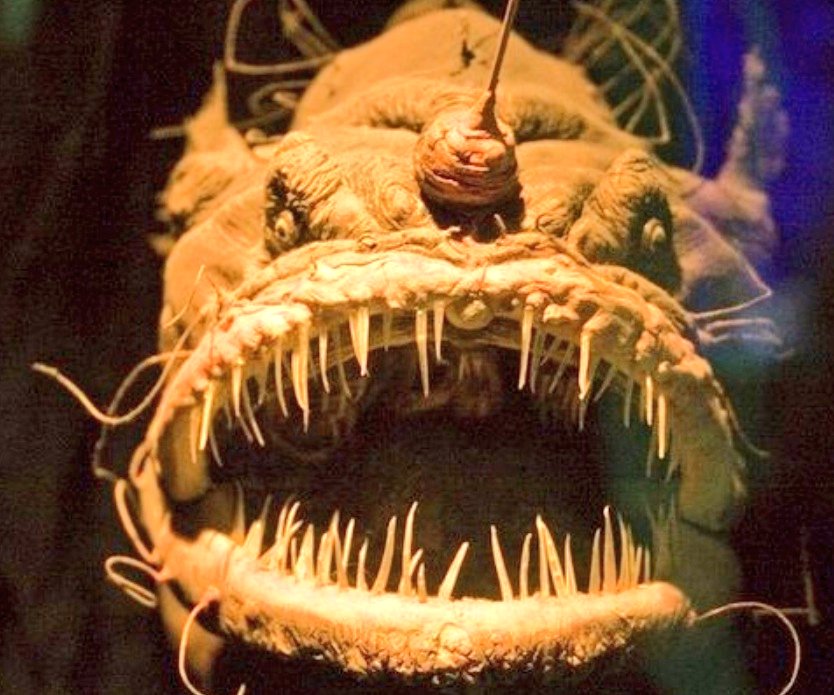 عجیبترین و رمانتیکترین شاید هم سمی‌ترین عشق در جهان، مربوط به قلابچه‌ماهی هست.
سالها برای دانشمندان سوال بود این ماهی چجوری چجوری جفتگیری میکنه؟
تا این راز، با پیدا شدن این قلابچه ماهی که دوتا ماهی کوچیک که به ظاهر بچه‌هاش بودن ،برملا شد.