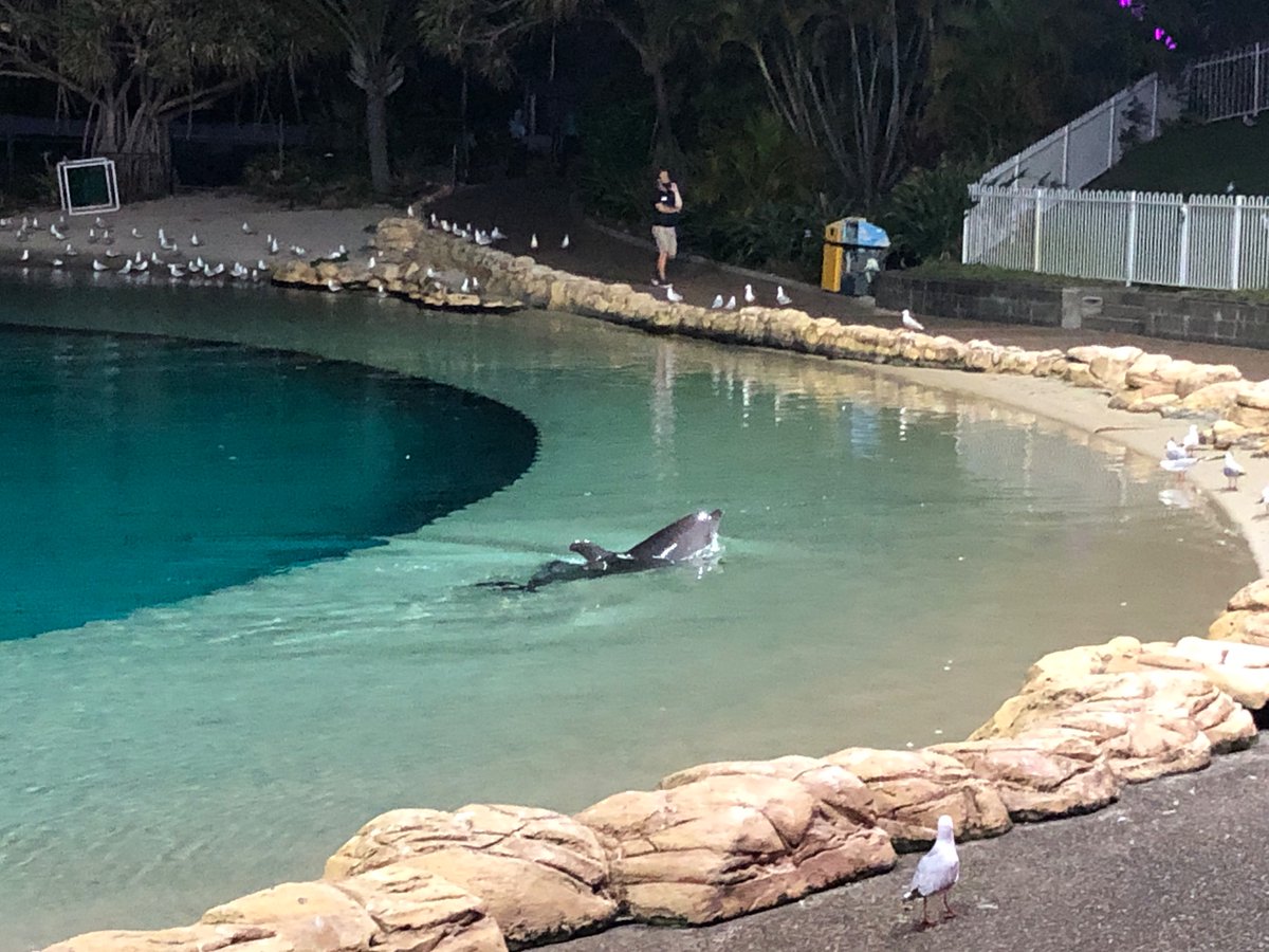 jacobaldridge's tweet image. Wow, the @seaworldresort #SpookyNights Halloween dolphin show is impressive this year!