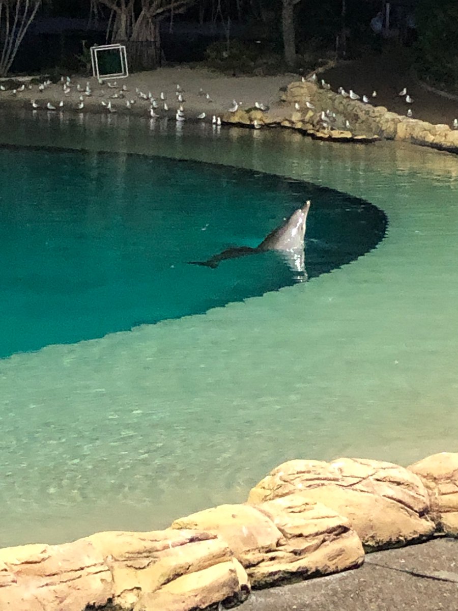 jacobaldridge's tweet image. Wow, the @seaworldresort #SpookyNights Halloween dolphin show is impressive this year!