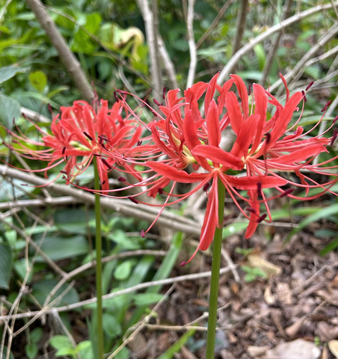 ilenagm's tweet photo. #FlowersOnFriday while a little late this year Lycoris radiata or spider lilies really say Autumn here. 🍁🍂🍁🍂

#GardeningTwitter #Flowers #GardeningX #Autumn #FlowerGardening #MyGarden #BeautifulFlowers #Plants #FallFlowers https://t.co/cQ2ZKznd3v
