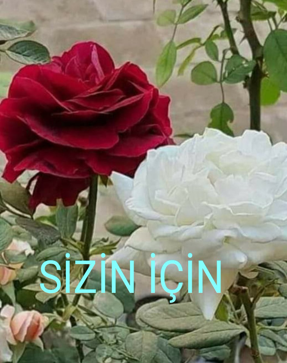 @SEVGCaN8 @1Larem_Tr @3408Meryem @54Zeyneppf @mihra__nur05 @0_srpll @01_E_G @ayyuzlu125 @birtebessumolun @Ceylan___Fatma @Naz47803835 @_Z_Z___z_ @destansi834 @dua206 @BlrrFirdoo @Fatma7627 @Glizar71236 @1_Pakizece @75_ESRAM75 @852bahriye @_____ilkay @__asihatun__1 @__Firdevs_i_aIA @__Zulal_ @_asilaz_ @ahserr @alevderya_ Güzel bayan gerçekten güzelliğine yakışır bir fotoyla mukabele etmiş..genelde etiketli twtlerimde mentlere nadiren  cevap veriyorum.
 bildirimlerde kalabalık olmasın diye.
Hem dostlarım bilsin kimseler alınmasın diye