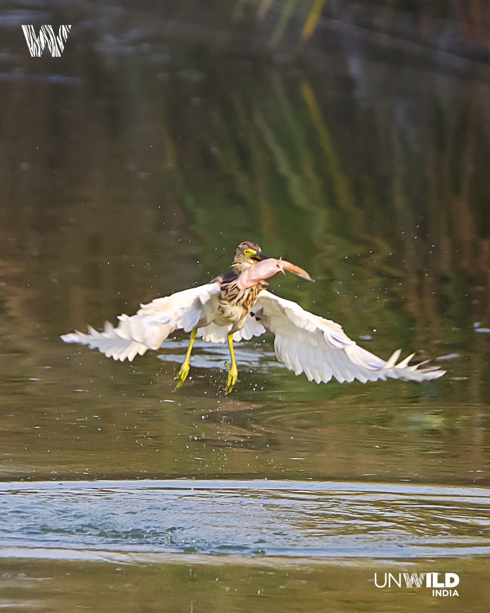 UnWildIndia's tweet photo. #Pondheron fishing sequence
#wild #wildlife #wildlifephotography #wildlifephotographer #canon #canonindia #canonphoto #natgeowild #natgeoindia #natgeoyourshot #unwildindia #anooprohera https://t.co/ggA1kWeNbq
