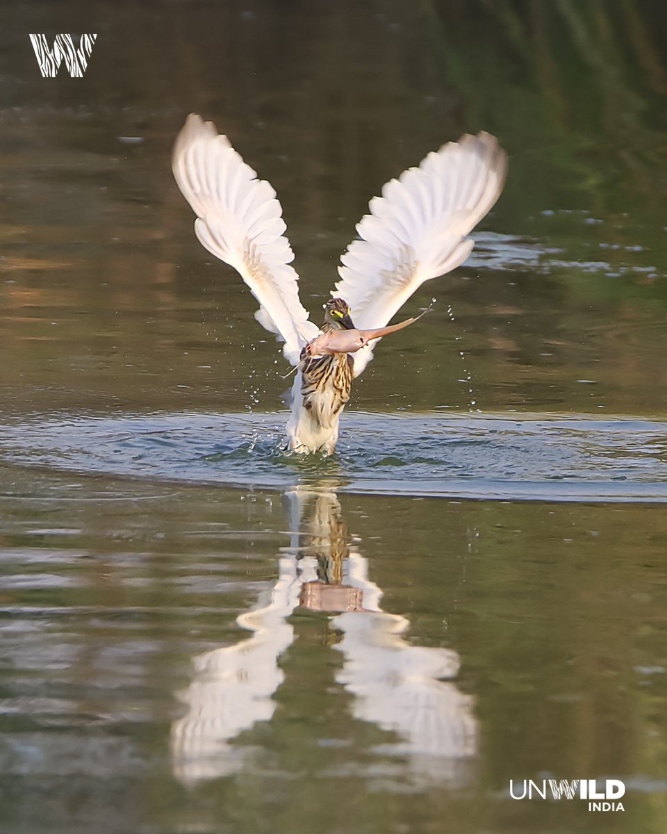 UnWildIndia's tweet photo. #Pondheron fishing sequence
#wild #wildlife #wildlifephotography #wildlifephotographer #canon #canonindia #canonphoto #natgeowild #natgeoindia #natgeoyourshot #unwildindia #anooprohera https://t.co/ggA1kWeNbq