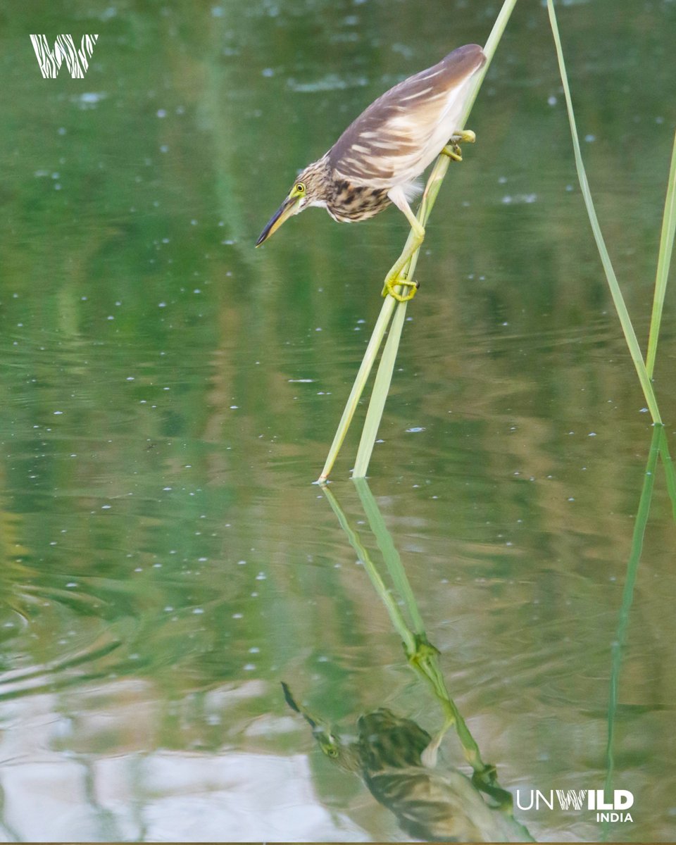 UnWildIndia's tweet photo. #Pondheron fishing sequence
#wild #wildlife #wildlifephotography #wildlifephotographer #canon #canonindia #canonphoto #natgeowild #natgeoindia #natgeoyourshot #unwildindia #anooprohera https://t.co/ggA1kWeNbq