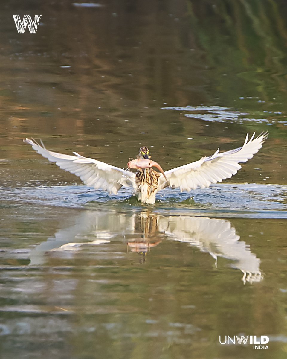 UnWildIndia's tweet photo. #Pondheron fishing sequence
#wild #wildlife #wildlifephotography #wildlifephotographer #canon #canonindia #canonphoto #natgeowild #natgeoindia #natgeoyourshot #unwildindia #anooprohera https://t.co/ggA1kWeNbq