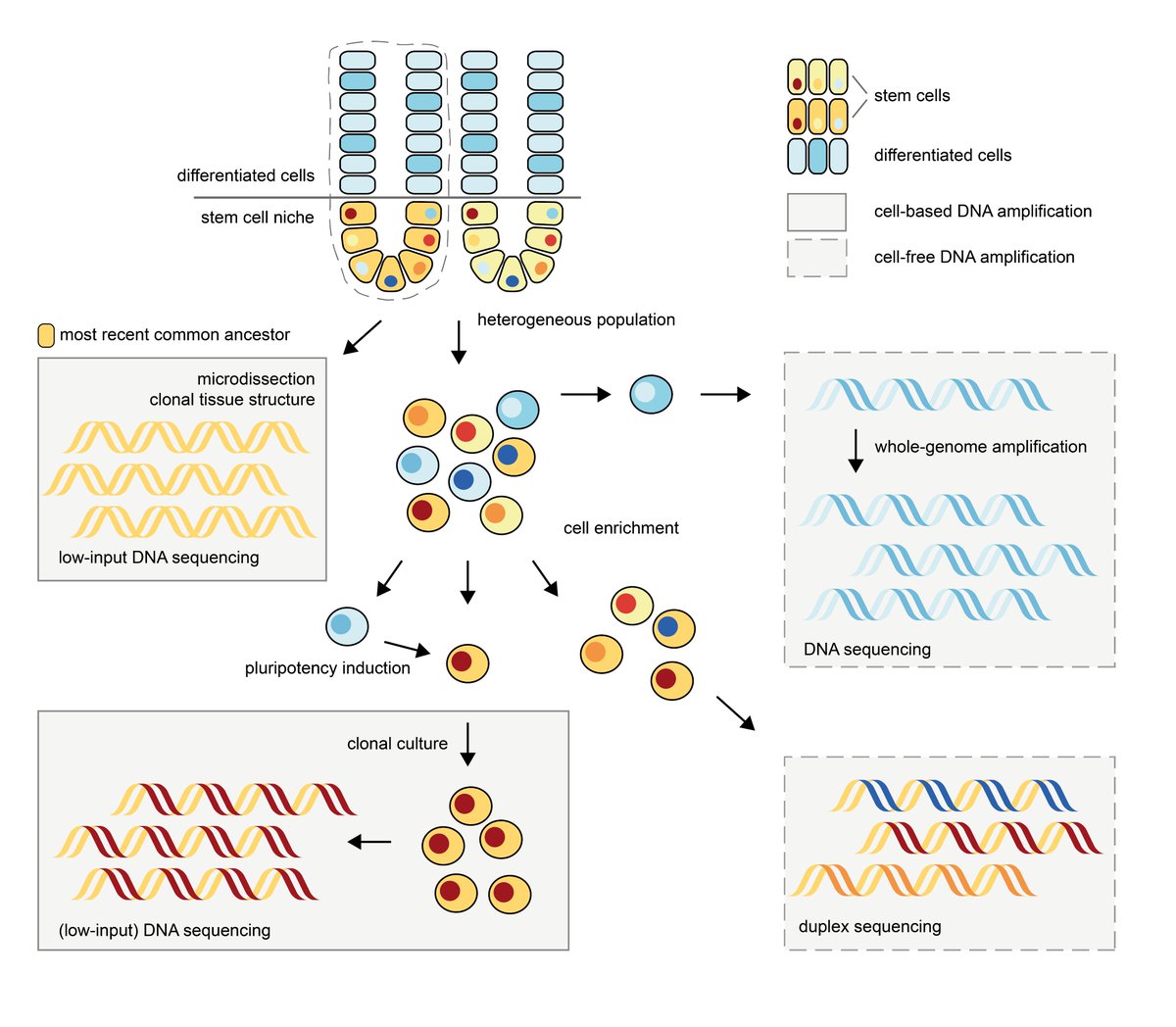 luccaderks's tweet photo. Now out in @CellStemCell! https://t.co/rAoWzX6G3B https://t.co/PdK9QUClGA