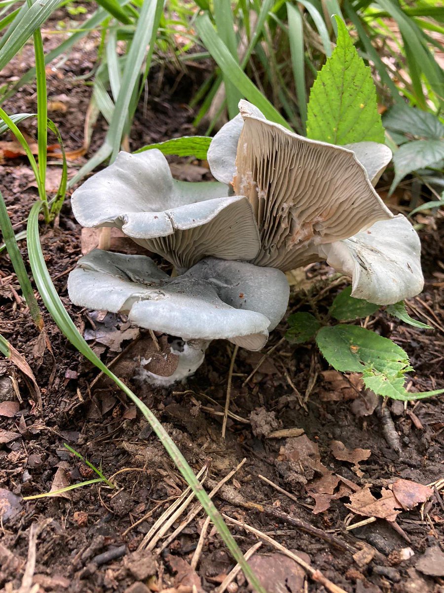 BAConservation's tweet photo. Our legendary annual Fungus Foray, on and around the nature reserve, will take place at 1.30 pm on Sunday 22 October. Unrivalled Norfolk expert Dr Tony Leech will again unveil the amazing world of mushrooms, toadstools and moulds. Meet at the Church Field, Bergh Apton. https://t.co/thcHtDxYYq