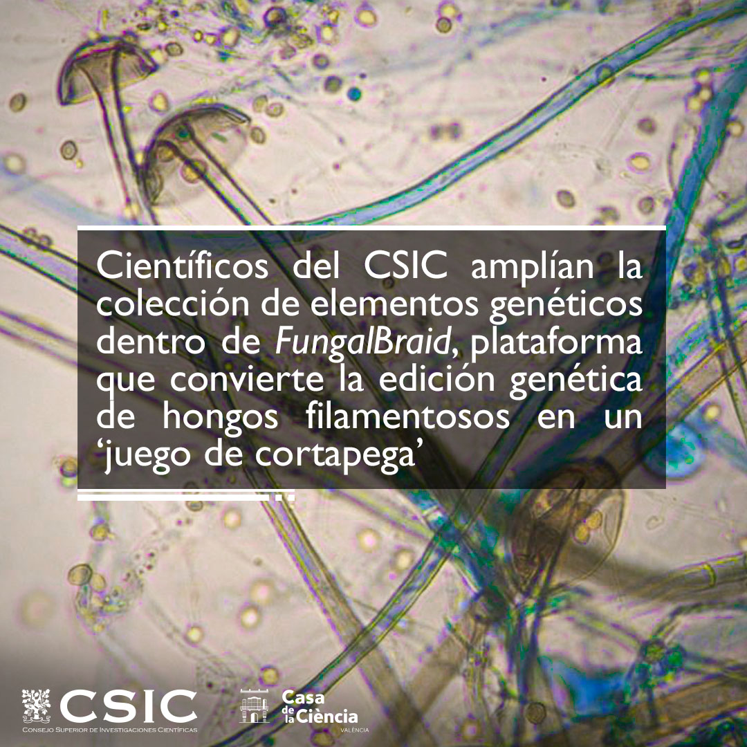 El <a href="/iata_csic/">IATA CSIC</a> amplía la colección de elementos genéticos de hongos filamentosos de #FungalBraid, plataforma de biología sintética que convierte la edición genética en un ‘juego de cortapega’. Para ello utiliza una técnica desarrollada en el <a href="/IBMCP/">IBMCP - Instituto de Biología Molecular y Celular</a>.

delegacion.comunitatvalenciana.csic.es/el-csic-amplia…