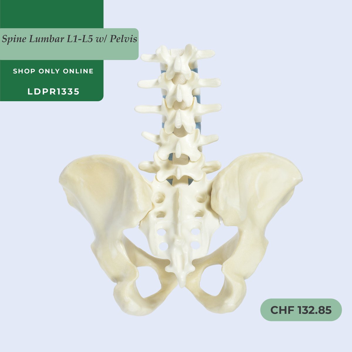 Our Educational Spine Model is Your Ultimate Guide to Learning! Shop Now synbone.com #Synbone #MedicalTraining