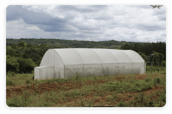 synnefa_KE's tweet photo. In our #FarmFriday series today we talk about another Synnefa product, the Synnefa NetHouses, the future of sustainable farming! 

Ready to transform your gardening experience? Grow your favorite vegetables, fruits, and flowers all year round, protected from pests and harsh weather. 

Say goodbye to seasonal limitations and hello to year-round, fresh produce and vibrant blooms.

Learn more: https://t.co/U2eKftw5xy

#SustainableFarming #GreenThumb #YearRoundGardening #SynnefaNetHouses