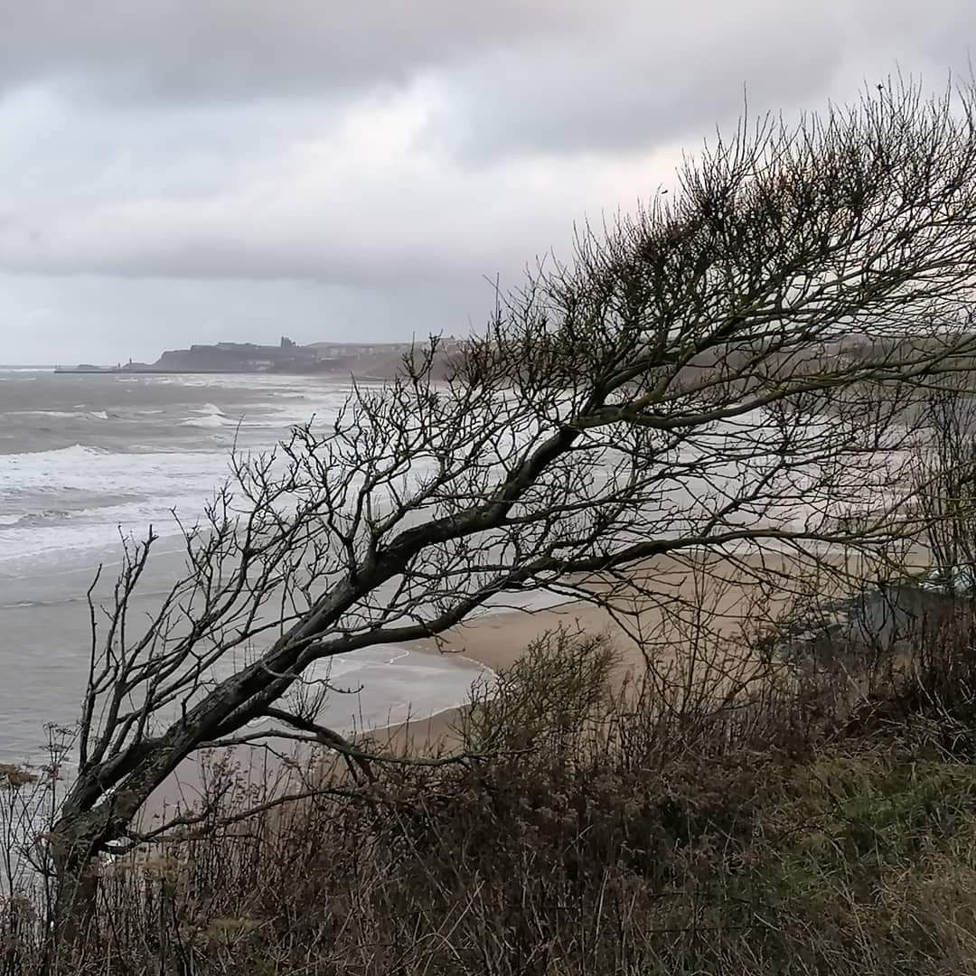 TreeChiefs's tweet photo. @KathyLette Here's my windswept tree at sandsend. Looking towards whitby. #treechiefs https://t.co/0WeJTkFxux