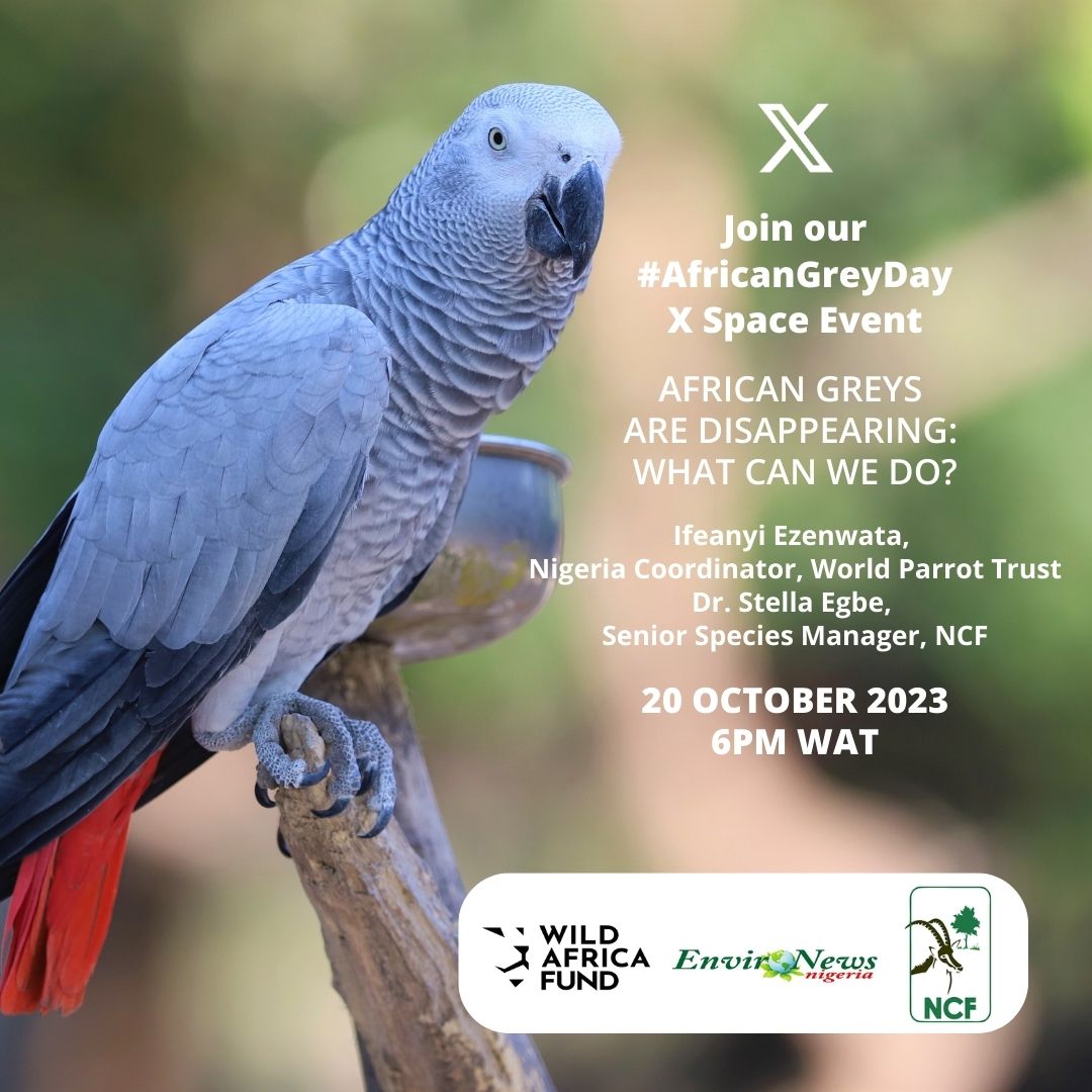 🦜📢 African Grey Parrots face significant threats, from habitat loss to a booming illegal pet trade. Listed as Endangered by IUCN, they need our help! This #AfricanGreyDay we’re gathering some experts in the field to unpack the challenges these incredibly intelligent birds are