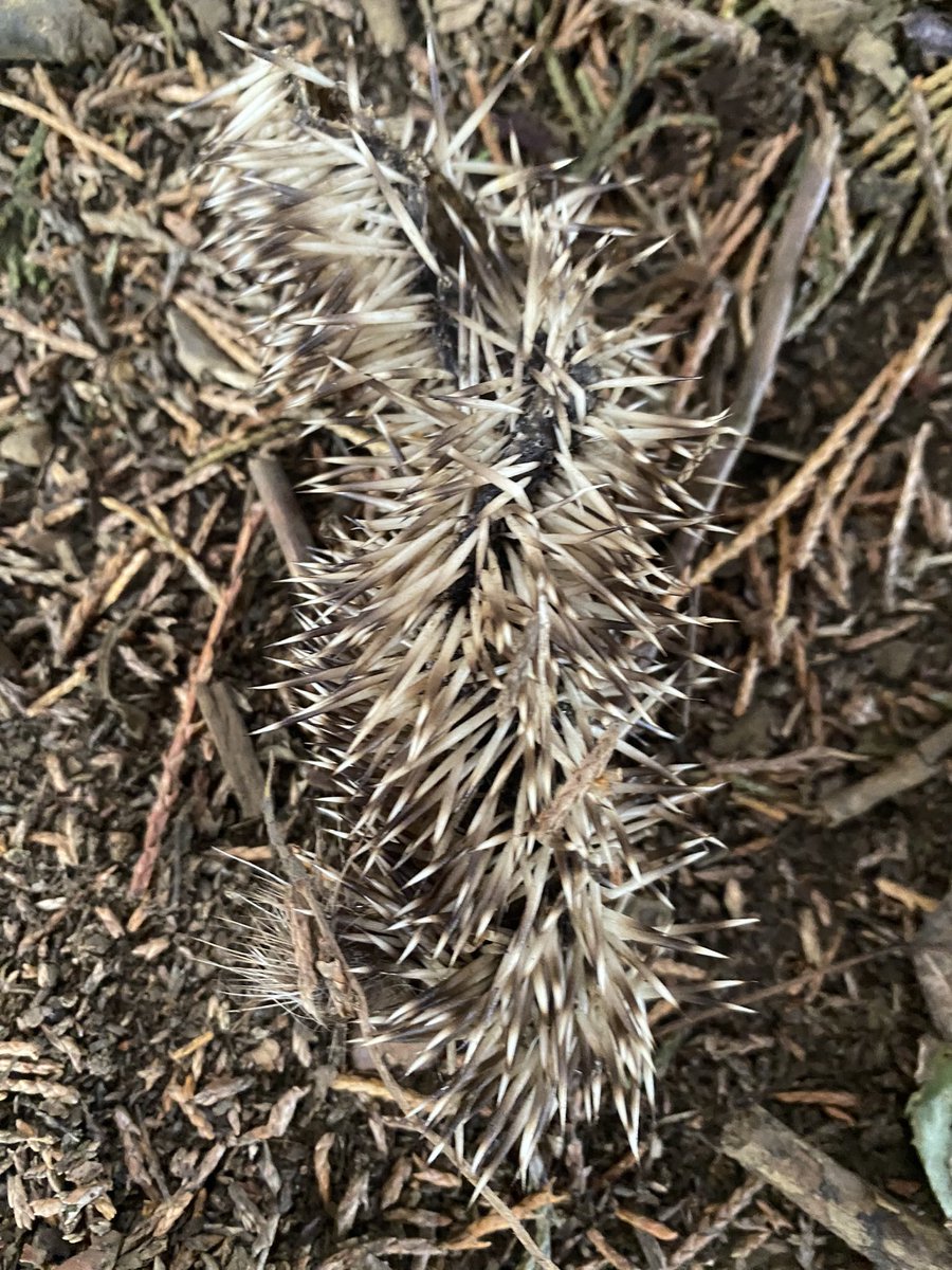 Last week’s topic for Greenfields Photography Club was ‘nature Up Close’ Aren’t they talented?! And yes… that’s part of a hedgehog 😵 @greenfieldsps @DRETnews