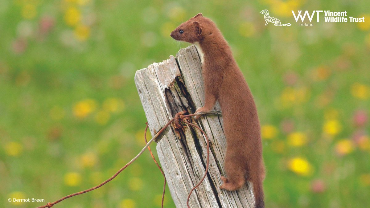 IrishStoatSurvey (@irishstoatsurv) on Twitter photo This #NationalMammalWeek we're shining a light on Irish stoats and our #CitizenScience survey! They are elusive and not often encountered; please share your encounters with us👇
RoI: bitly.ws/HcTpNI
NI: bitly.ws/HcV8
<a href="/BioDataCentre/">Biodiversity Ireland</a> @cedarnmni <a href="/Mammal_Society/">Mammal Society</a> This #NationalMammalWeek we're shining a light on Irish stoats and our #CitizenScience survey! They are elusive and not often encountered; please share your encounters with us👇
RoI: bitly.ws/HcTpNI
NI: bitly.ws/HcV8
<a href="/BioDataCentre/">Biodiversity Ireland</a> @cedarnmni <a href="/Mammal_Society/">Mammal Society</a>
