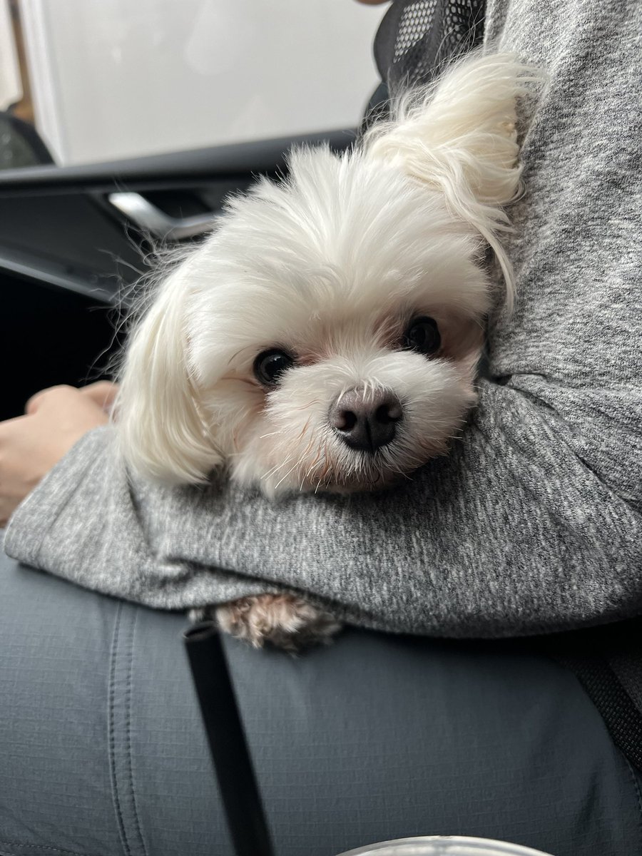 mendeream's tweet photo. 트위터 오랜만이라 리트윗이 많이 될지모르겠지만.. 리트윗 부탁드립니다!
강아지 잃어버리신 보호자를 찾습니다.
말티즈 성별수컷 발견장소 성석동
동물병원에 확인해봤는데 등록칩은 없습니다. 앉아 손 코 다 할 줄 알아요. 주말동안 보호 후 시보호소 인계해야합니다.. 보호자님 나타나세요.. https://t.co/XjwiioYX6G