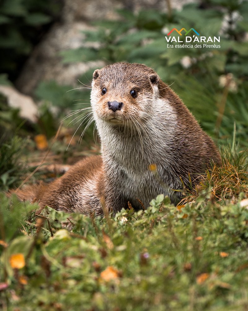 catexperience's tweet photo. Aprofiteu el final de l'Aran Park! 🐾  
Veuràs diferents varietats de fauna, flora i micologia del nostre territori, magnífics colors de tardor de la microreserva natural a l'espectacular bosc d'Eth Portilhon i el bram dels cérvols en zel.

ℹ️ https://t.co/LyVRA2xWdU

@Val_dAran https://t.co/DmAI0c2H69