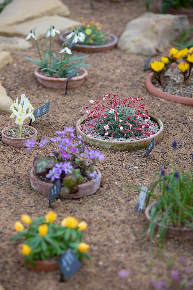 If you love everything alpine, join us tomorrow for the National Alpine Garden Show as @AlpineGardenSoc showcase an array of amazing alpines 🌱 There will also be specialist alpine growers on site and you can get advice from a host of UK alpine plant growers 💚 Runs 11am–4pm.