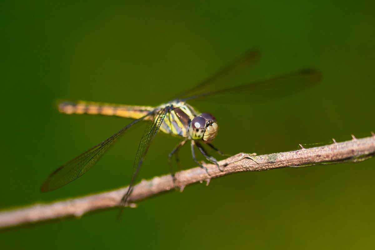 bownaankamal's tweet photo. Potamarcha congener is a species of dragonfly in the family Libellulidae.
.
.
🌟 Nagalapuram | India
.
.
#Potamarchacongener #nikonphoto #Libellulidae #bownaankamal #dragonfly #nagalapuram #liveandletlive #jawswildlife #dragonflies #indiawildlife #nikoncreators #entomology #insect #insects #macrophotography #india #nikonasia #nature #reptile #wild #indianwildlife #natgeoyourshot #andhrapradesh