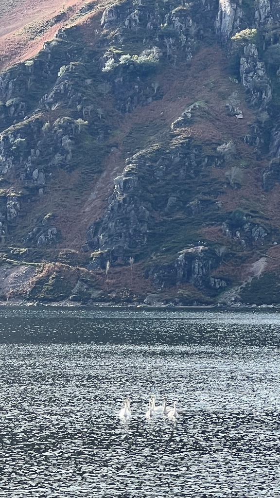 Great to hear that 24 Whopper Swans stopped off at Ennerdale yesterday on their mammoth migration from Iceland. They fly at high altitude and make the 1500km trip in one go, no stops. Thanks to Peter Ulrich for the sightings and picture.