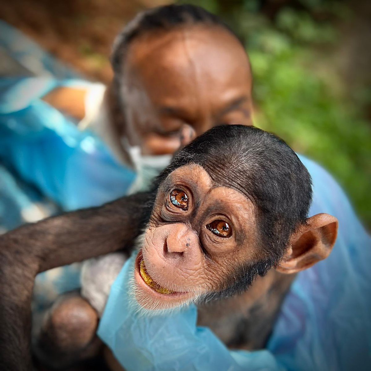 Tacugama's tweet photo. Brave orphan Tsotsi is doing really well and she is a great example of bouncing back and getting a second chance in life💚
She's full of energy, and soon she'll have another health check. We're also planning surgery to remove the pellets from her body. https://t.co/N17AbvBXBX