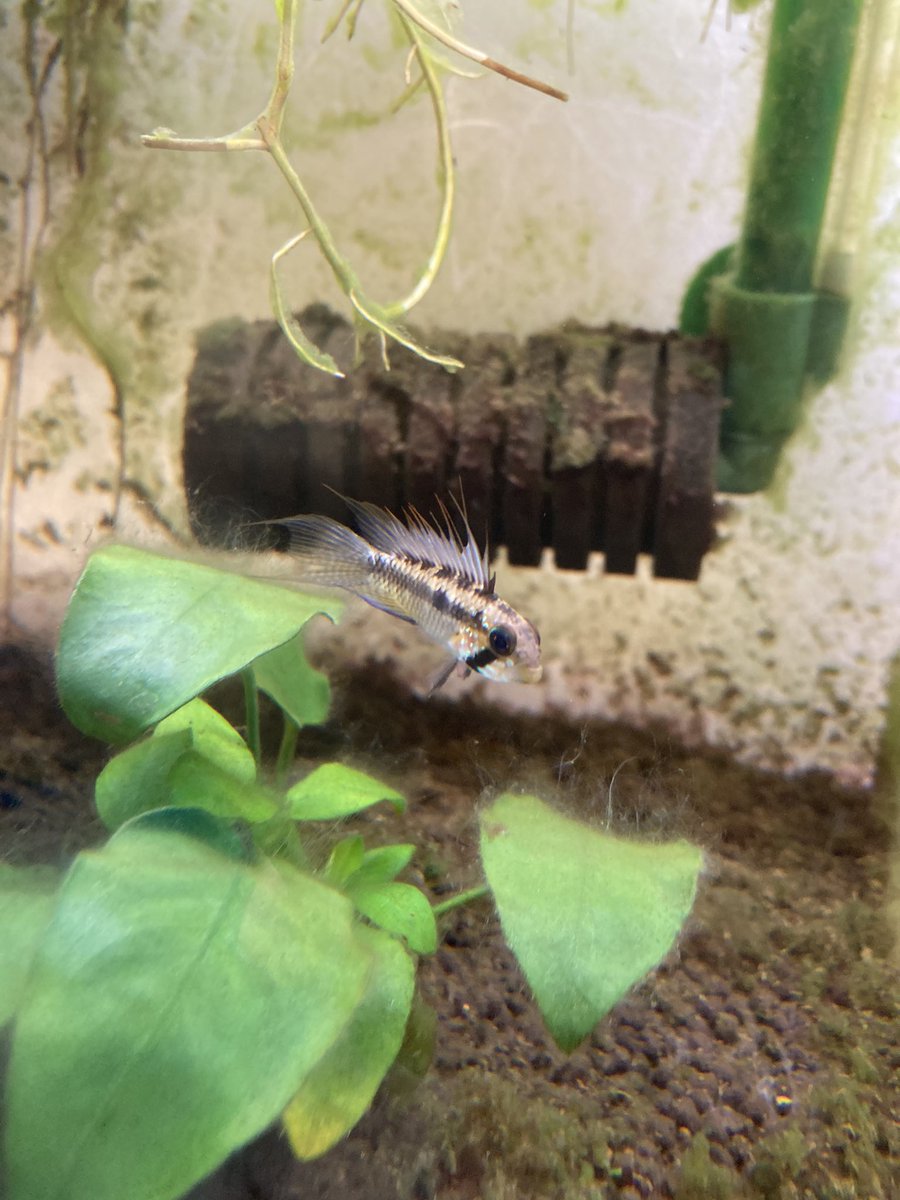メガプテラ（ピアロアなの？）
若くて細くて背鰭バサって最高。
背鰭溶けと尾びれ裂けは飼育者の不徳の致すところ。

#アピスト #アピストグラマ #apistogramma
#アクアリウム #熱帯魚