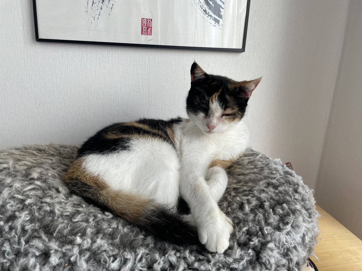 FrauPausbacken's tweet photo. @Catshealdeprsn Felis https://t.co/mJ77ZBR4jY