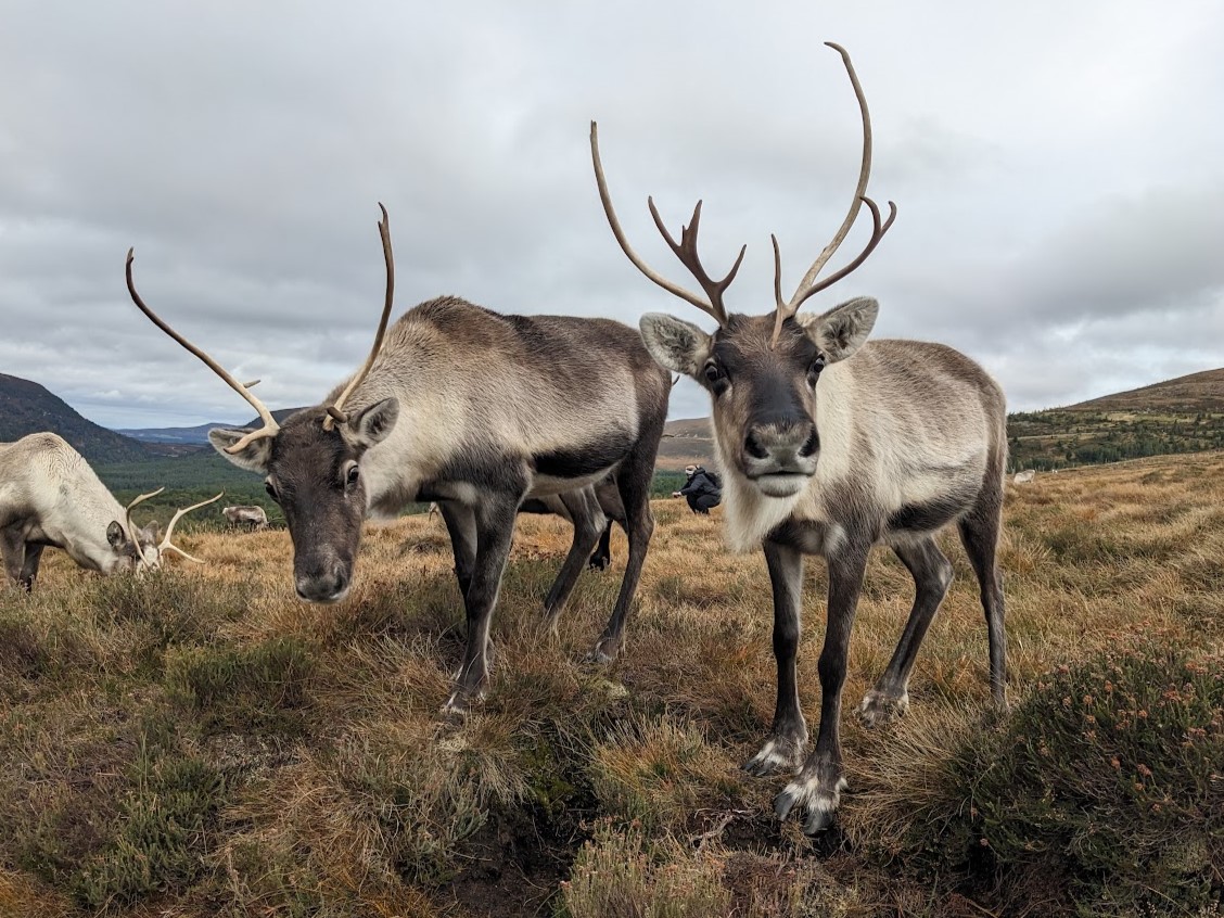 Most of you will know we name our reindeer using a theme each year. These two lovely lassies are both aged four and were named in our 'European Place Names' theme. On the left is Helsinki and on the right is Florence 😍