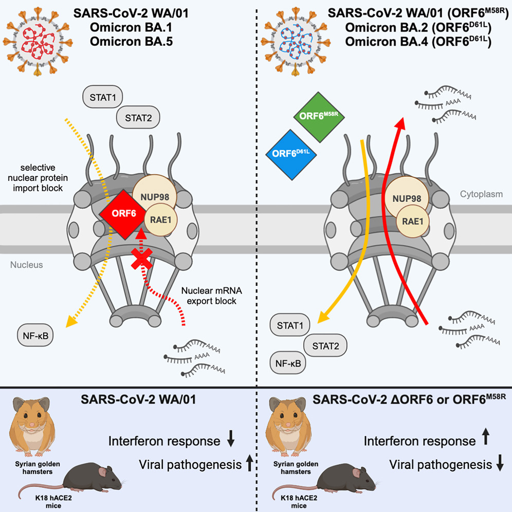 cellhostmicrobe's tweet photo. Impacts of SARS-CoV-2 ORF6.  @LisaMiorin &amp; Co show ORF6 is innate immune antagonist that binds Nup98-Rae1 &amp; suppresses host gene expression by selectively inhibiting nucleocytoplasmic trafficking. ORF6 loss-of-function mutations cause #SARSCoV2 attenuation https://t.co/OkRmtkZ9h2 https://t.co/xSlIBycwgj