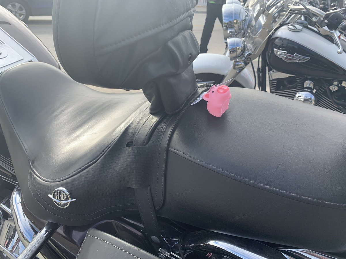 Little hogs are being placed on Harley Davidson bikes. Similar to how ducks get placed on Jeep’s. #Friday13th