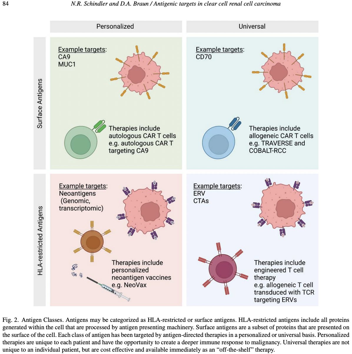 Recently In @KCA_Journal 👉Excellent Review by Nicholas Schindler @BraunMDPhD on tumor antigen targets in ccRCC👉tinyurl.com/3wvym7se👉A concerted effort for antigen discovery is needed to design future precision antigen-directed IO @OncoAlert @KidneyCancer @urotoday