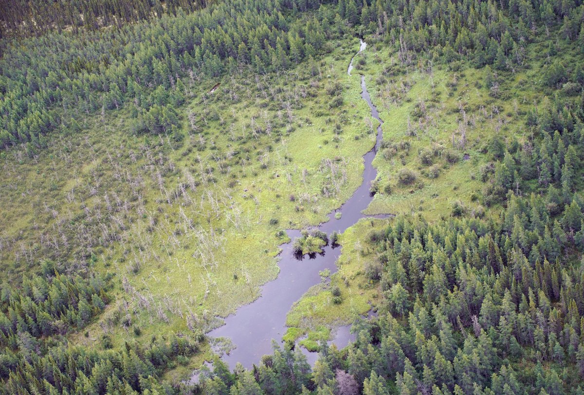 EOArctic's tweet photo. Also observed many regenerating meadows formed after beaver ponds drained up to several decades ago https://t.co/OFKZRbHD5L