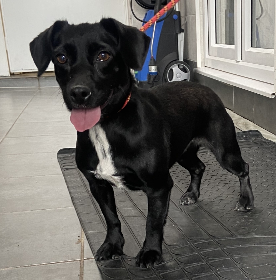 AdoptionsUk's tweet photo. Please retweet to HELP FIND THE OWNER OF THIS STRAY DOG FOUND #COOKHAM #WINDSOR #MAIDENHEAD #UK 
Female Cocker Spaniel Cross, chip unregistered found 7 October. Now in a council pound for 7 days, she could be missing or stolen from another region.
DETAILS👇
https://t.co/gvko0pjw8t #dogs #London #pets
@MissingPetsGB @RishiSunak @Conservatives @UKLabour @Keir_Starmer @rickygervais @DrBrianMay