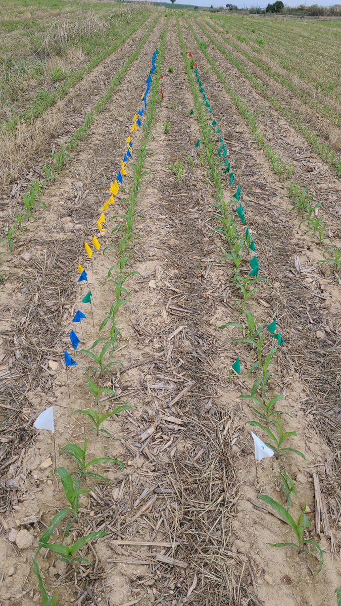 Empezamos la cosecha de pop corn en strip till, buenas mazorcas y muchos desafios.....